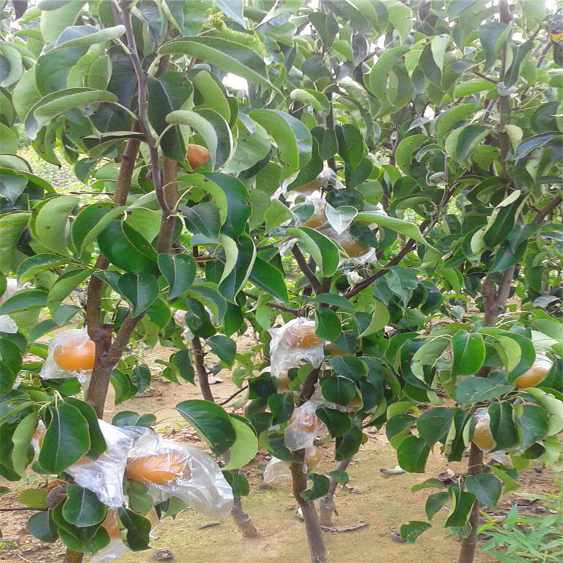 新品種梨樹苗金秋梨梨樹苗種植技術(shù)