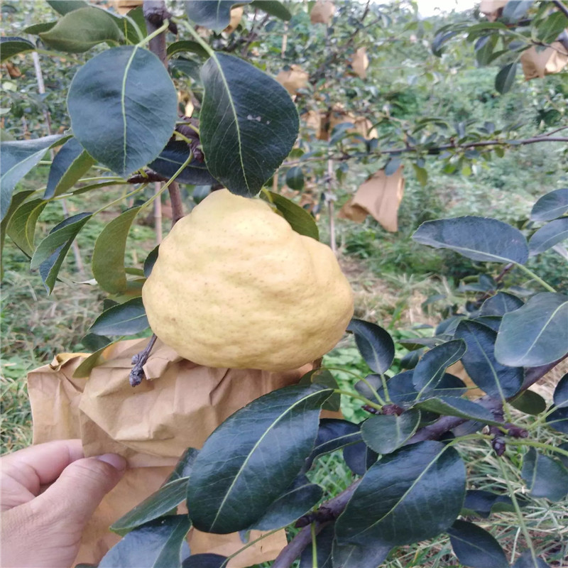 优良品种梨树苗满天星红梨苗成熟季节