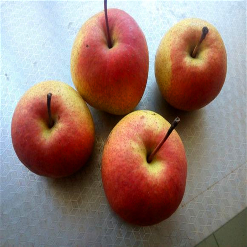 定植兩年脆冠梨樹苗基地報(bào)價(jià)
