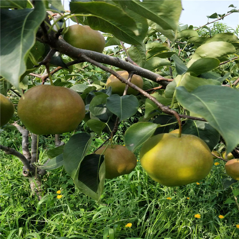 晚秀梨梨树苗成熟季节 定植两年梨树价格及报价