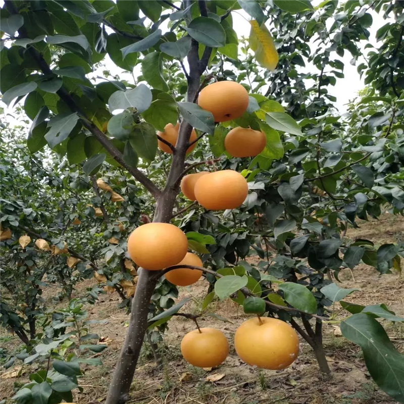 地徑一公分梨樹(shù)苗美人酥紅梨苗價(jià)格及報(bào)價(jià)