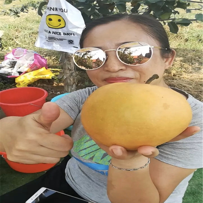 五公分占地大梨樹(shù)皇冠梨樹(shù)苗基地報(bào)價(jià)