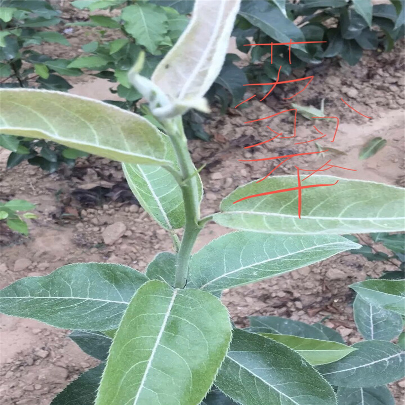 地徑一公分梨樹苗多錢一棵 黑梨苗基地報(bào)價