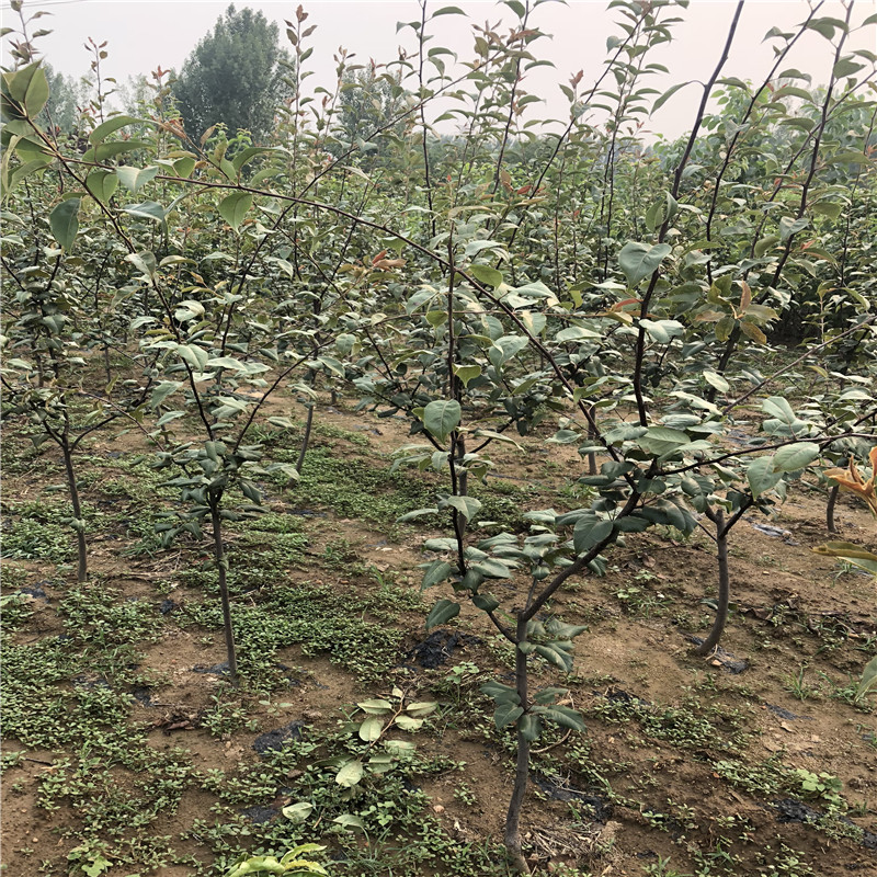 意大利黑梨苗价格及报价 定植两年梨树意大利黑梨苗基地报价