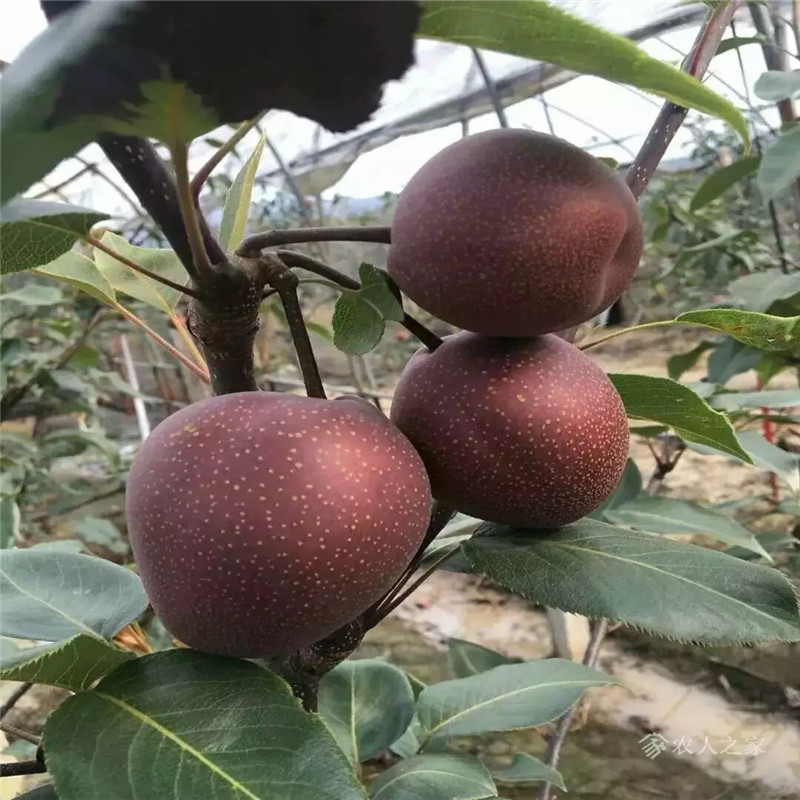 杜梨苗基地報價 優(yōu)良品種梨樹苗一棵價錢