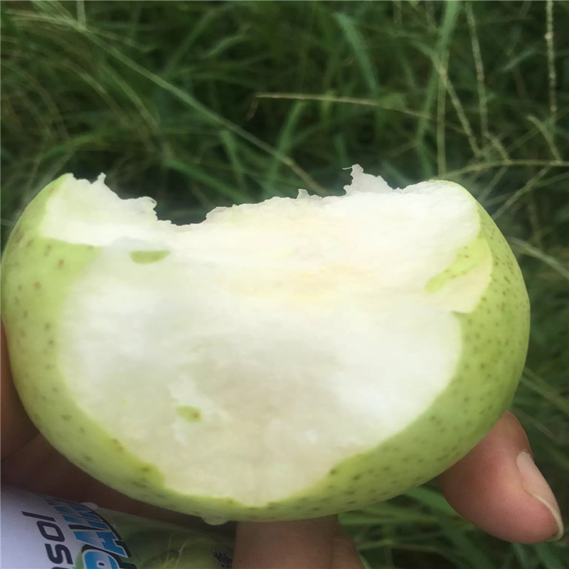 玉露香梨樹苗兩年結(jié)果 兩年生嫁接梨苗玉露香梨樹苗批發(fā)基地