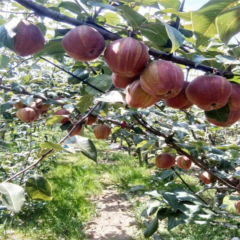 杜梨苗基地報價 定植兩年梨樹市場報價