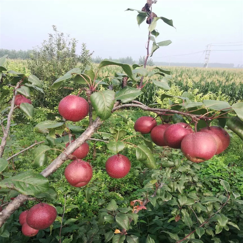 新品種梨樹苗金秋梨梨樹苗種植技術(shù)
