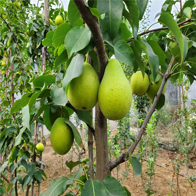 黃寶石梨樹苗批發(fā)價(jià)格 兩年生嫁接梨苗兩年結(jié)果