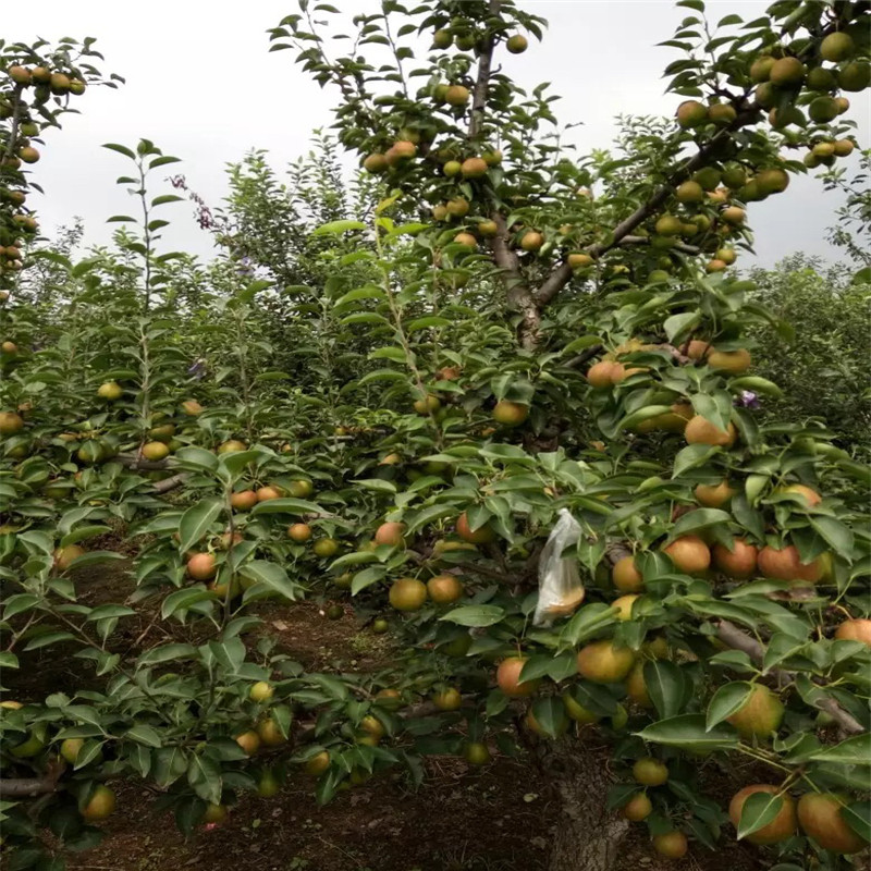 定植两年脆冠梨树苗基地报价