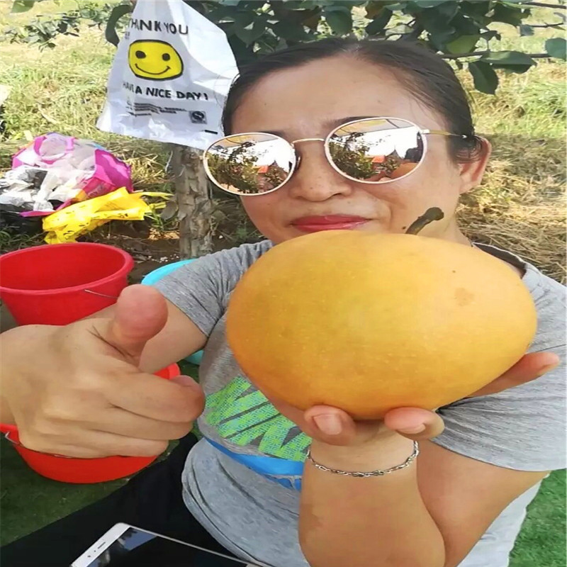 新品種梨樹苗批發(fā)價(jià)格 秋霜梨樹苗價(jià)錢