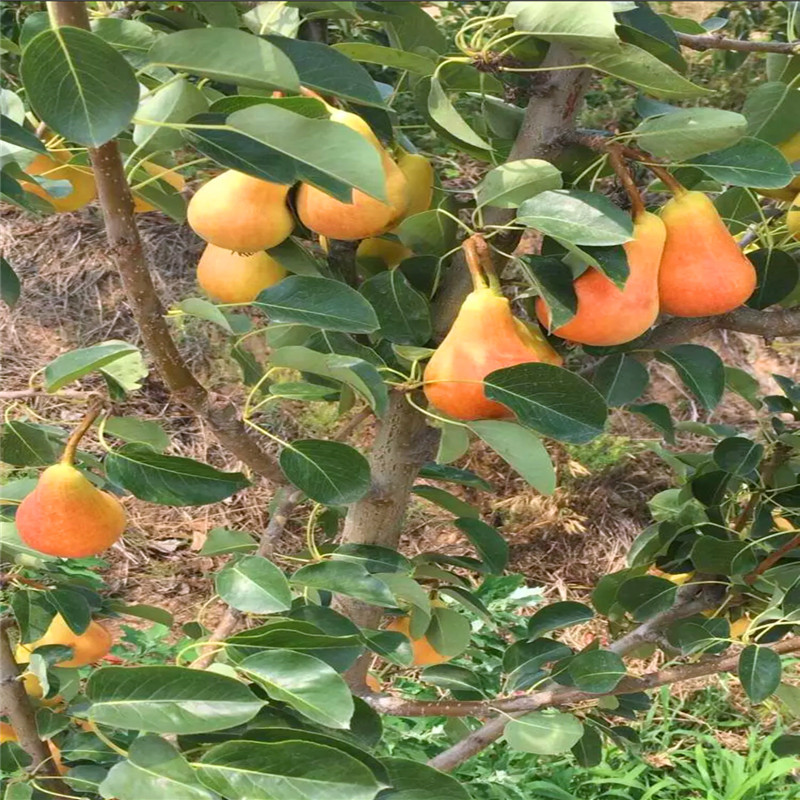 新品種梨樹苗意大利黑梨苗批發(fā)基地
