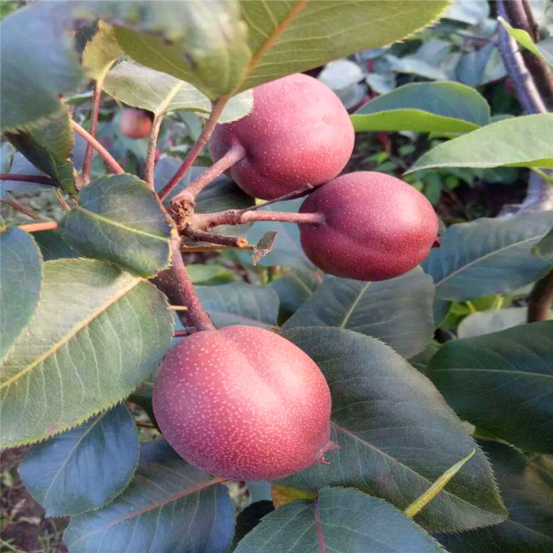 三公分小梨树三红梨梨树苗成熟季节