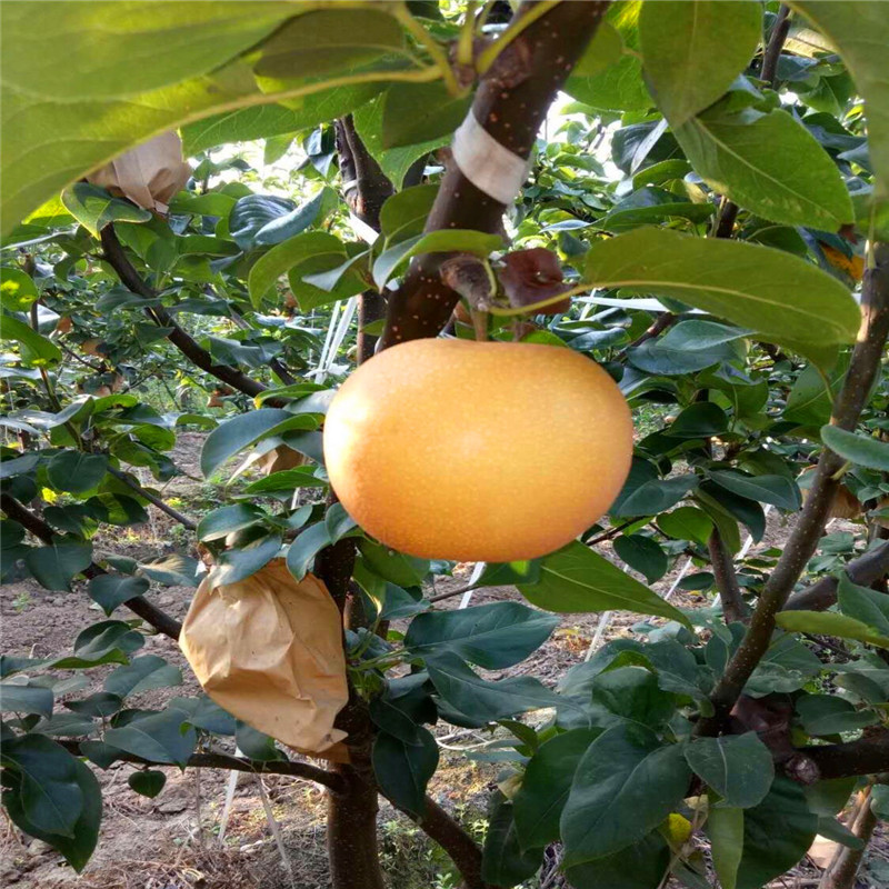 定植兩年三公分梨樹種植技術(shù) 香梨苗一棵價錢