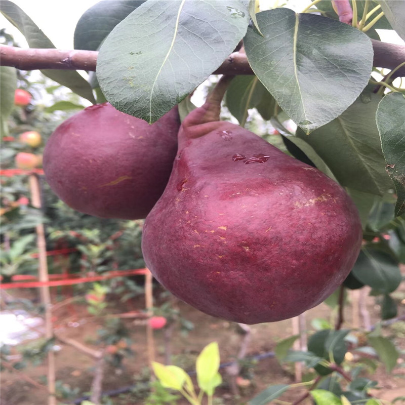 柱狀梨梨樹(shù)苗種植季節(jié) 定植兩年梨樹(shù)價(jià)錢