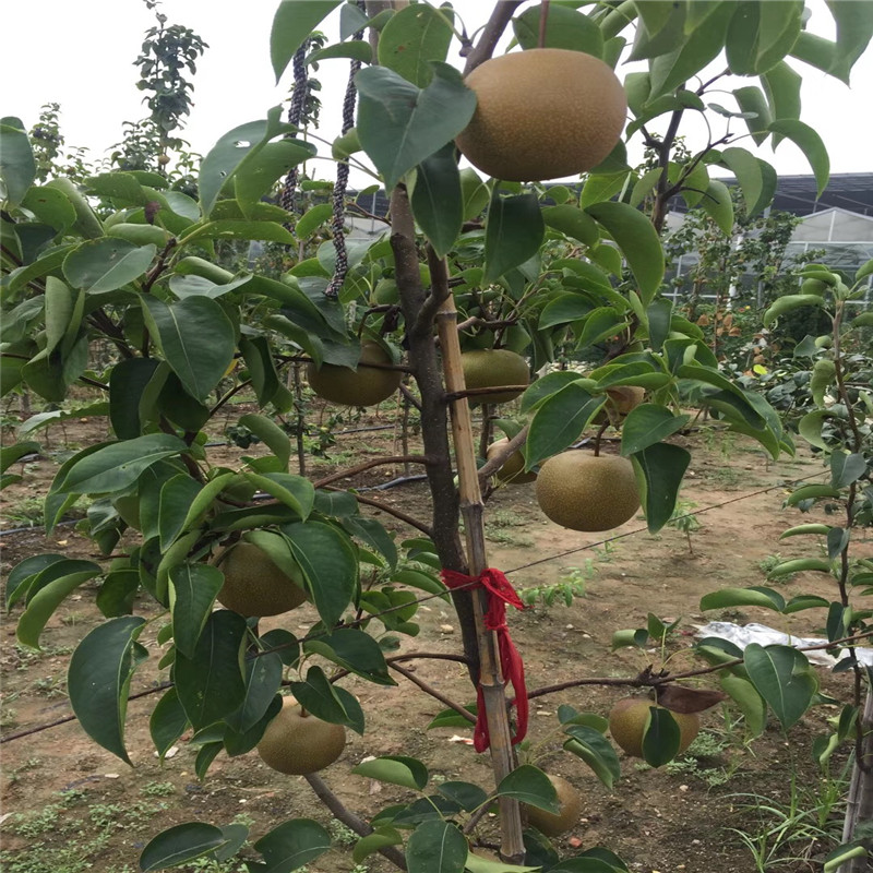 三公分小梨樹黑梨苗種植技術(shù)
