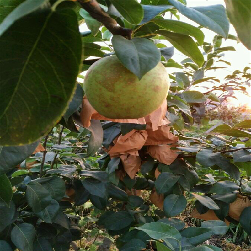 新品種梨樹苗梨樹苗批發(fā)基地