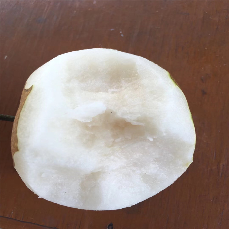 地徑一公分梨樹苗價錢秋月梨樹苗