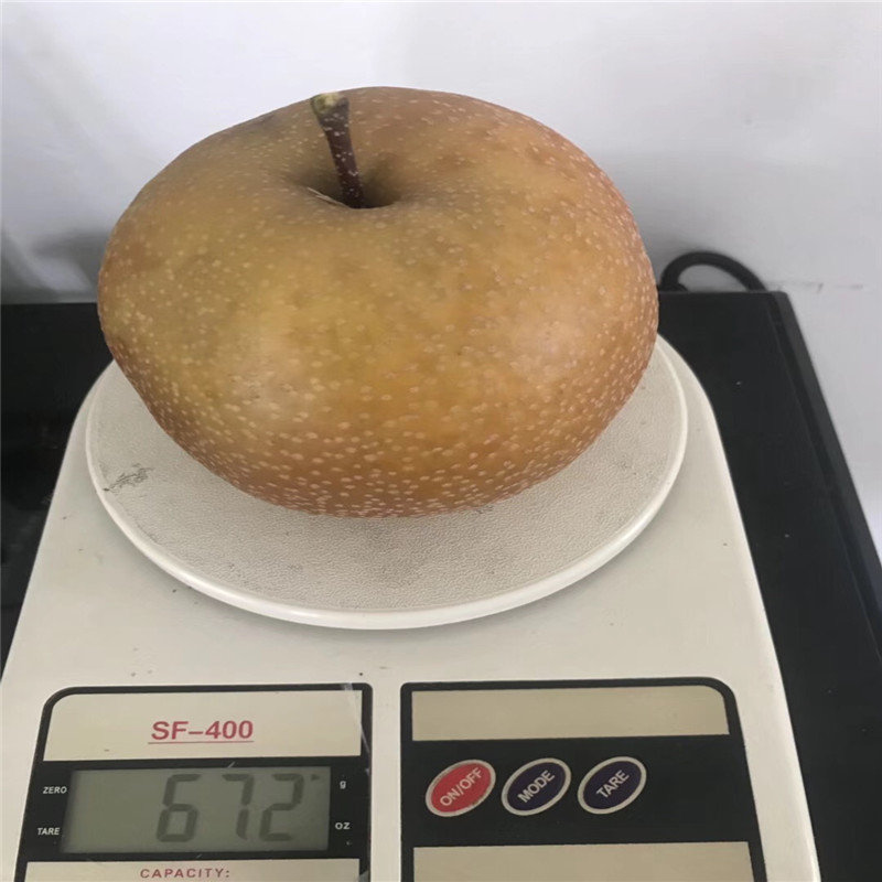 新品種梨樹苗批發(fā)價(jià)格 秋霜梨樹苗價(jià)錢