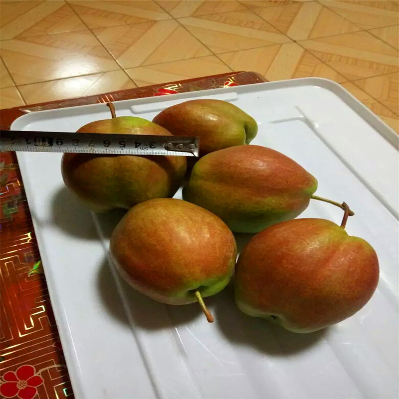 地徑一公分梨樹苗杜梨苗批發(fā)價錢