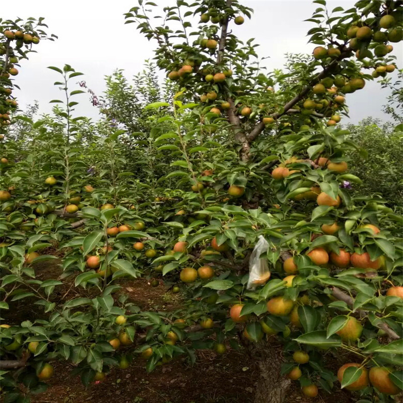 兩年生嫁接梨苗種植技術(shù) 柱狀梨梨樹(shù)苗市場(chǎng)報(bào)價(jià)