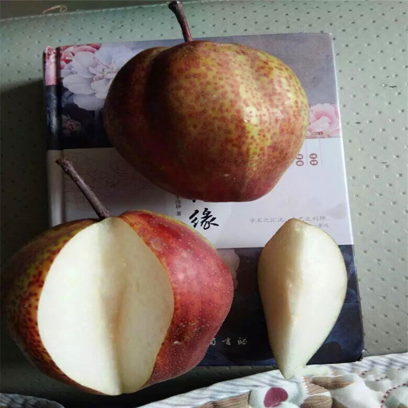新品種梨樹苗三紅梨梨樹苗兩年結(jié)果