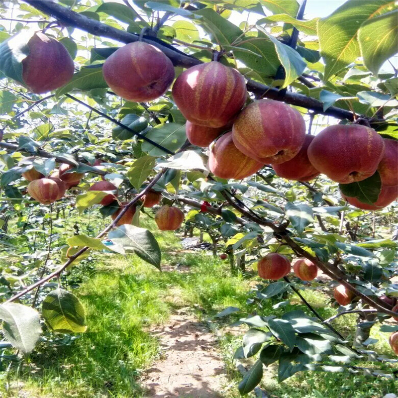 兩年生嫁接梨苗一棵價(jià)錢 紅梨苗基地報(bào)價(jià)