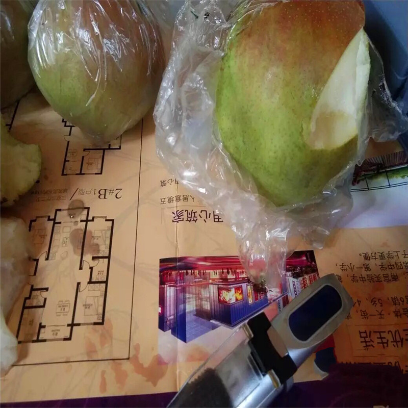 兩年生嫁接梨苗一棵價(jià)錢 紅梨苗基地報(bào)價(jià)