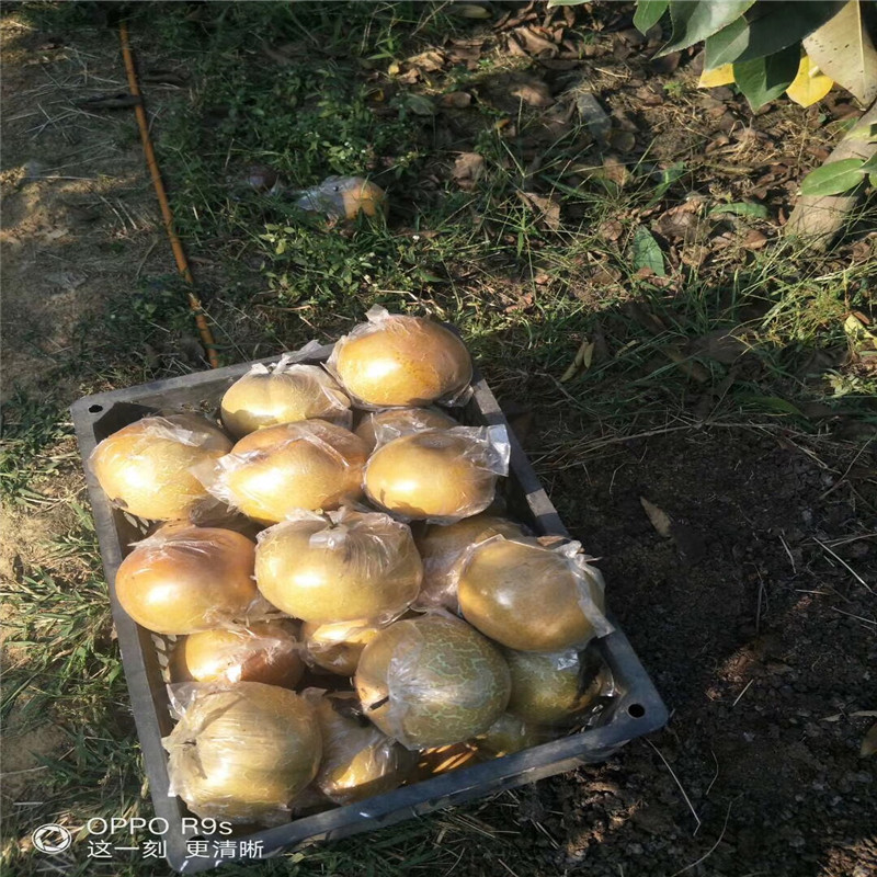 秋霜梨树苗种植季节 两年生嫁接梨苗两年结果