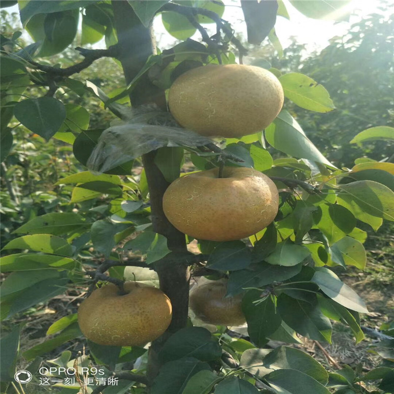 晚秀梨梨树苗成熟季节 定植两年梨树价格及报价