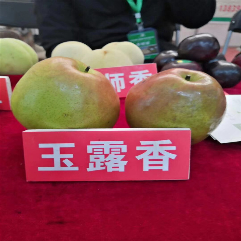 定植兩年梨樹秋霜梨樹苗種植技術(shù)