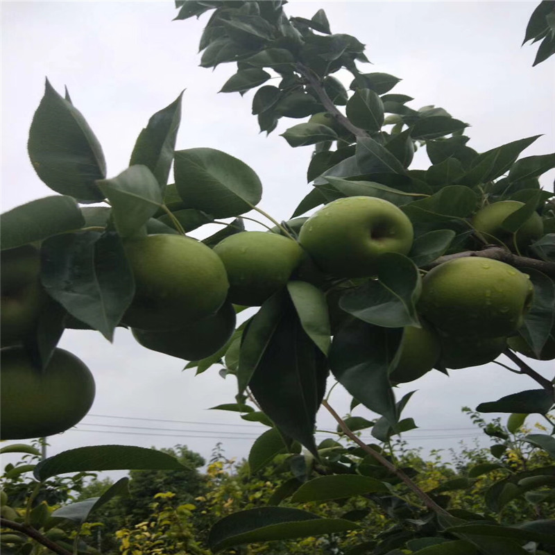 新品種梨樹苗金秋梨梨樹苗種植技術(shù)