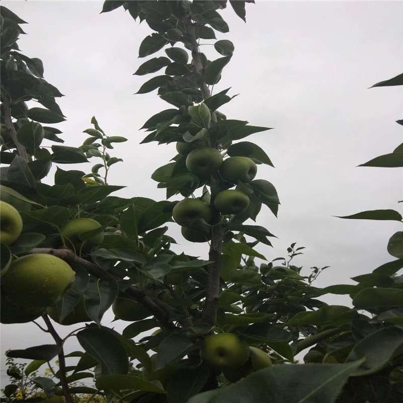 地径一公分梨树苗种植季节 美人酥红梨苗批发价钱