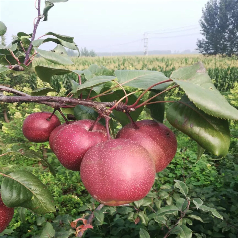黃寶石梨樹苗苗場(chǎng)電話 定植兩年梨樹價(jià)錢