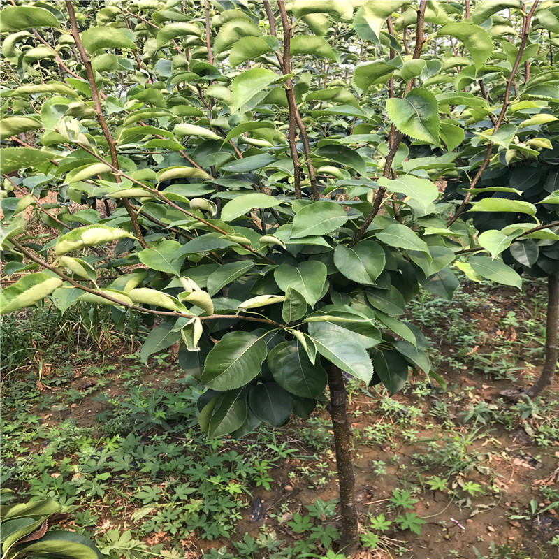 新品種梨樹苗出售價(jià)錢 蜜露梨樹苗成熟季節(jié)