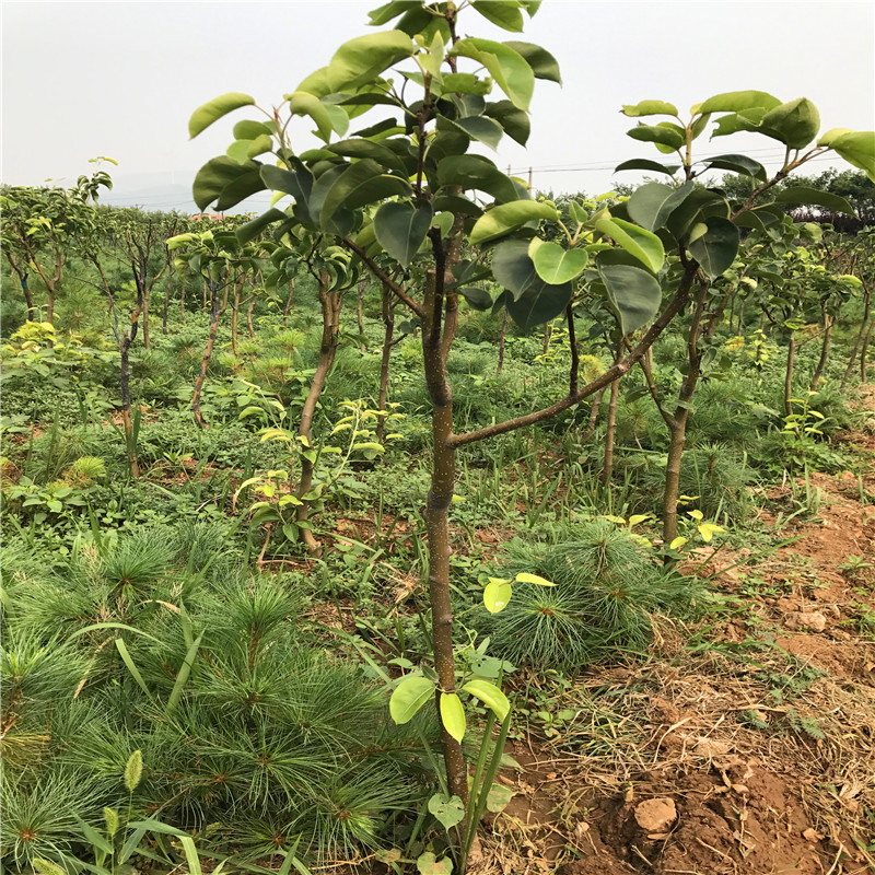 红梨苗成熟季节 优良品种梨树苗批发价钱