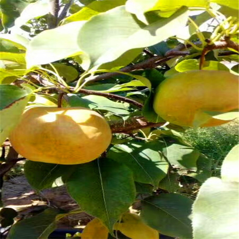 五公分占地大梨樹(shù)金果梨樹(shù)苗批發(fā)價(jià)格