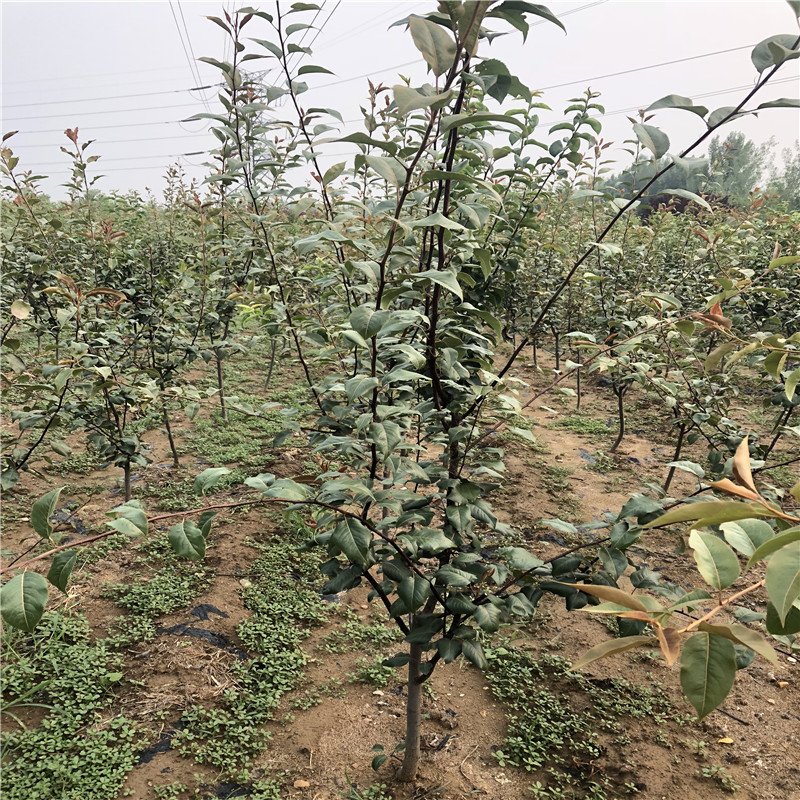 黃寶石梨樹苗苗場(chǎng)電話 定植兩年梨樹價(jià)錢