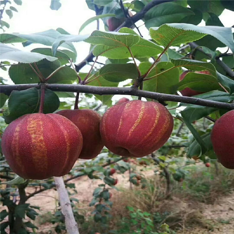三紅梨梨樹苗市場報價 優(yōu)良品種梨樹苗三紅梨梨樹苗價格及報價