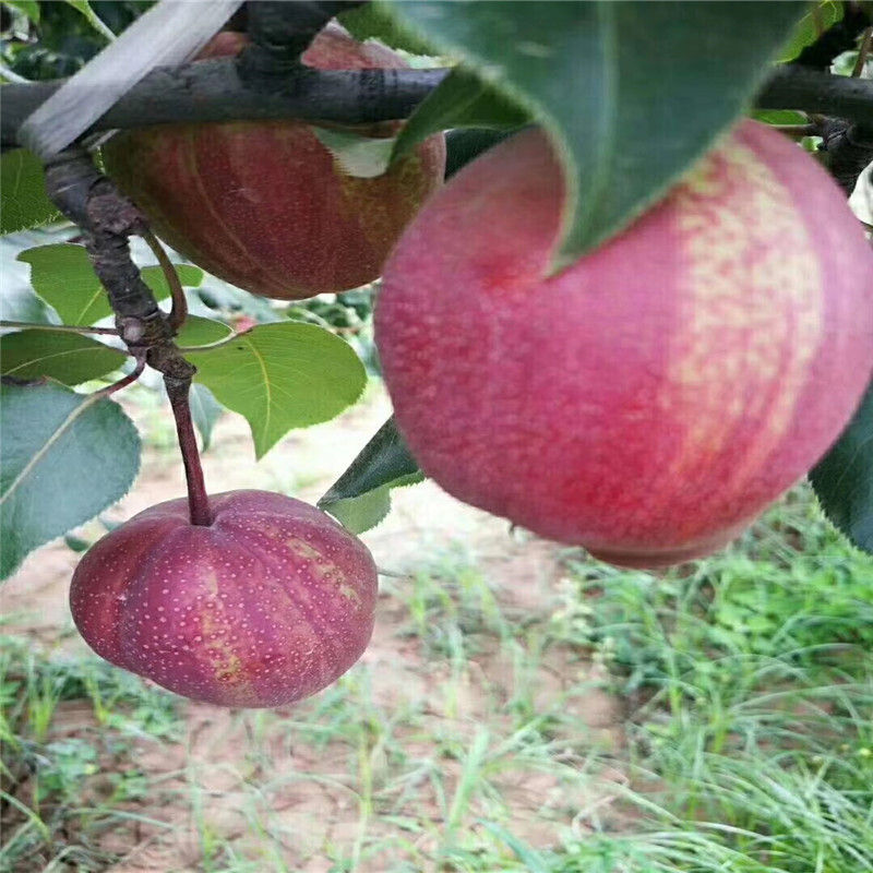 黃寶石梨樹苗兩年結(jié)果 新品種梨樹苗黃寶石梨樹苗種植技術(shù)