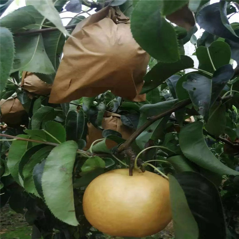 三紅梨梨樹苗價格及報價 兩年生嫁接梨苗出售價錢