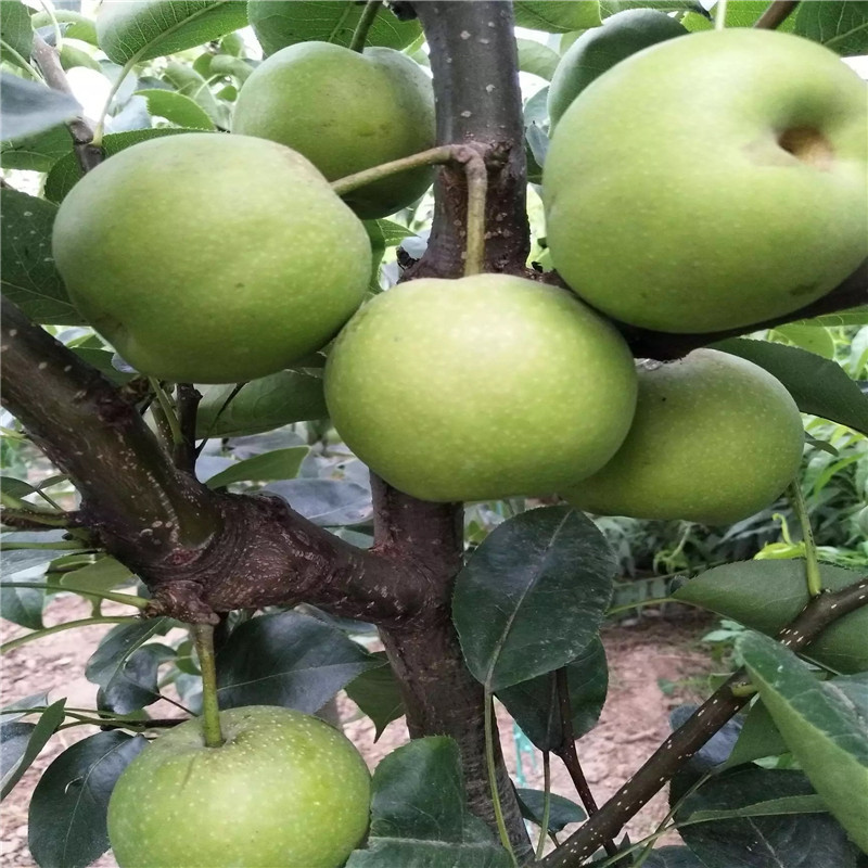 三公分小梨樹種植技術滿天星紅梨苗