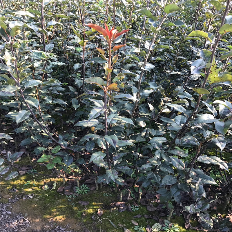 定植两年分叉梨树苗种植技术秋月梨树苗