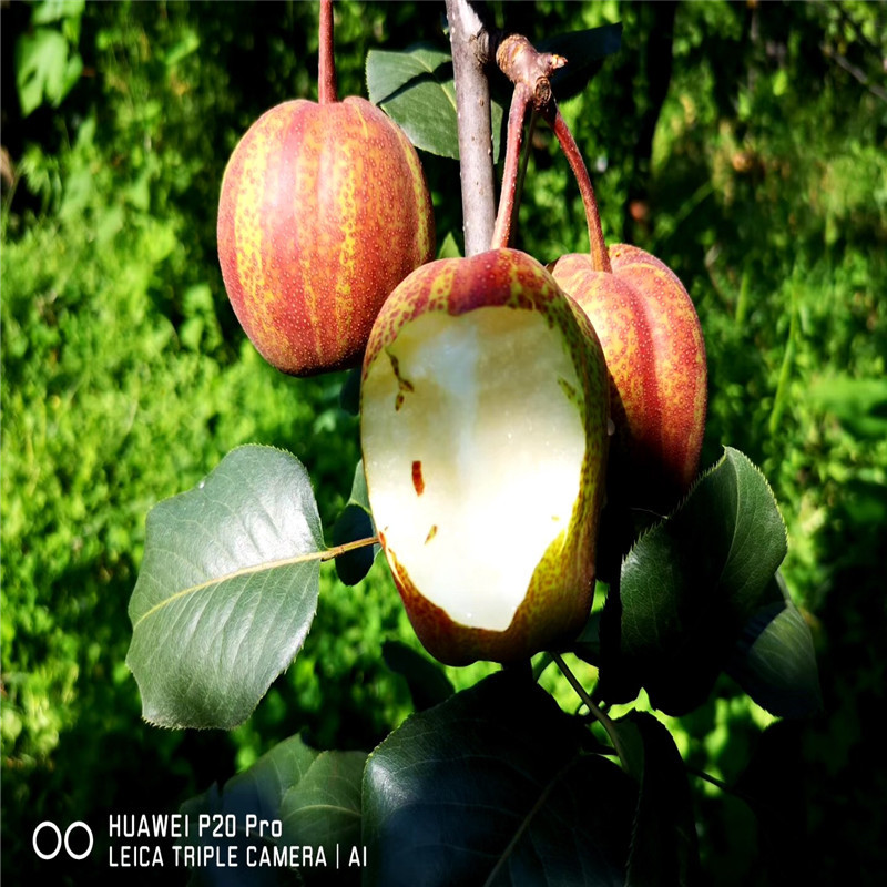 五公分占地大梨樹(shù)梨樹(shù)苗成熟季節(jié)