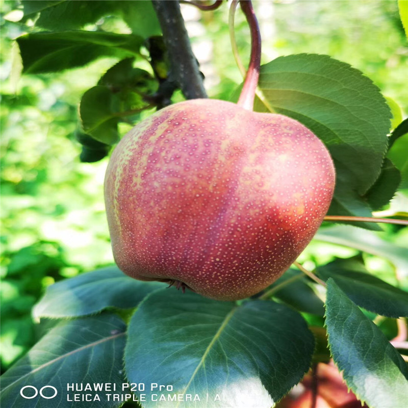 三公分小梨樹種植技術滿天星紅梨苗