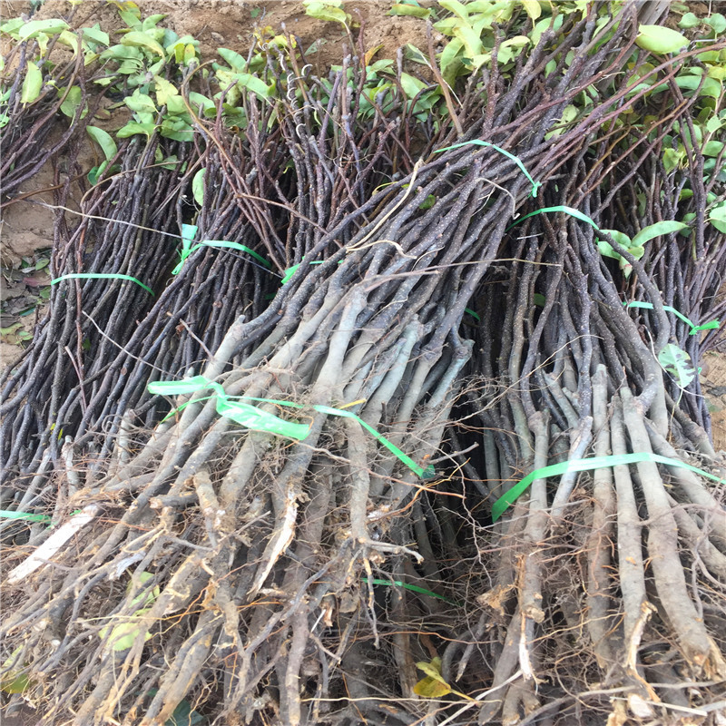 南水梨树苗种植技术 定植两年梨树价钱