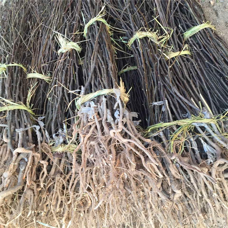 綠寶石梨樹苗種植季節(jié) 兩年生嫁接梨苗價格及報價