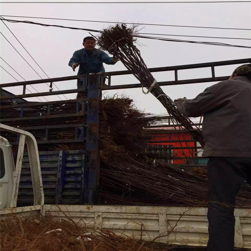 三紅梨梨樹苗批發(fā)基地 地徑一公分梨樹苗批發(fā)基地