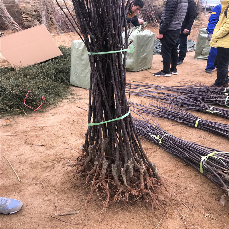 地徑一公分梨樹苗一棵價錢 金果梨樹苗基地報價