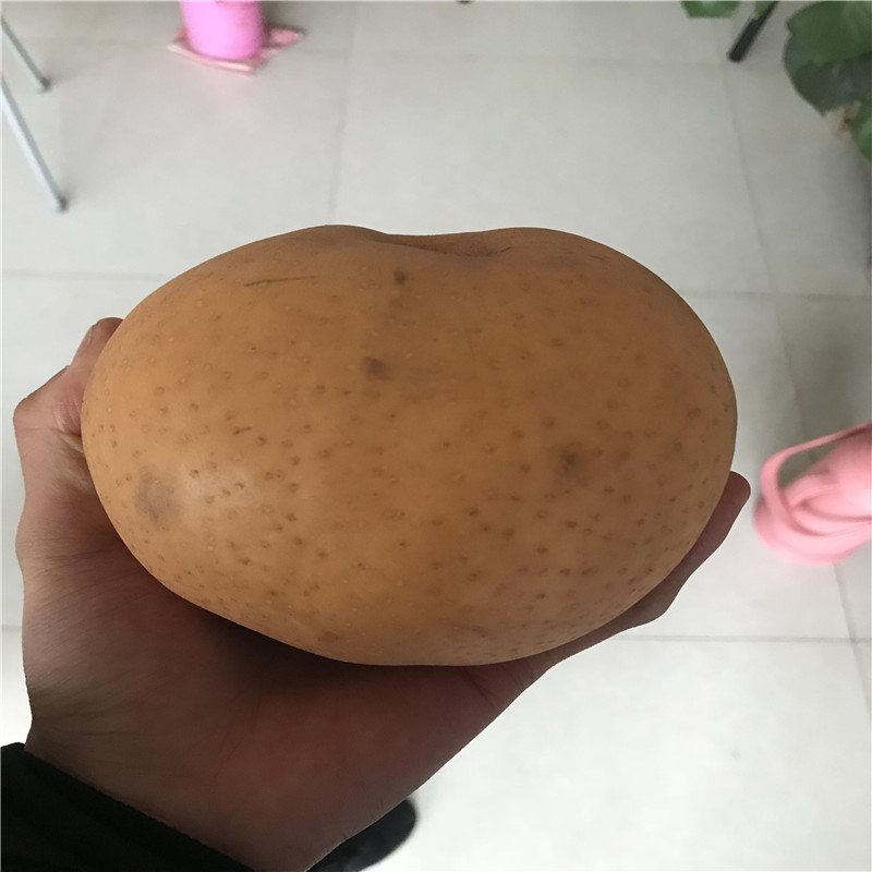地徑一公分梨樹苗一棵價錢 金果梨樹苗基地報價